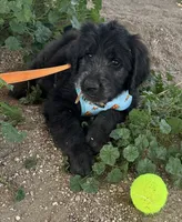 Benjamin Button, a male Poodle - Multi-Colored Standard and English Cream Golden Retriever for sale in Peyton, CO – 4 of 5