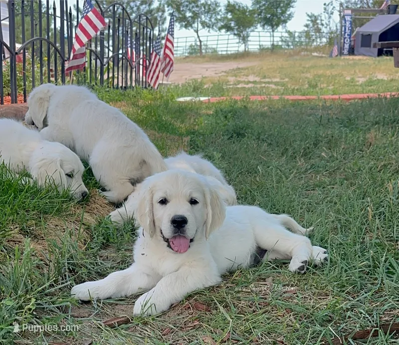 Bolt – English Cream Golden Retriever puppy for sale in Peyton, CO