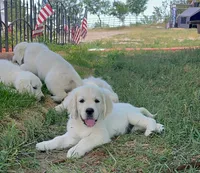 Bolt, a male English Cream Golden Retriever for sale in Peyton, CO – 1 of 6