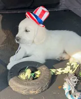 Linc, a male English Cream Golden Retriever for sale in Peyton, CO – 2 of 4