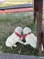 Bolt, a male English Cream Golden Retriever for sale in Peyton, CO – 2 of 6