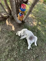 Bolt, a male English Cream Golden Retriever for sale in Peyton, CO – 6 of 6