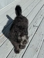 Benjamin Button, a male Poodle - Multi-Colored Standard and English Cream Golden Retriever for sale in Peyton, CO – 3 of 5