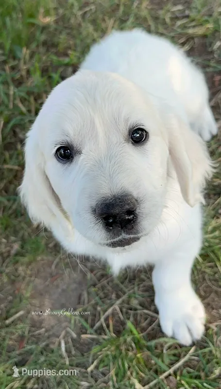 Linc – English Cream Golden Retriever puppy for sale in Peyton, CO