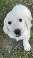 Linc, a male English Cream Golden Retriever for sale in Peyton, CO – 1 of 4