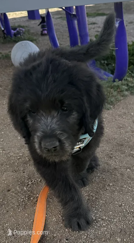 Benjamin Button – Poodle - Multi-Colored Standard, English Cream Golden Retriever puppy for sale in Peyton, CO
