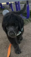 Benjamin Button, a male Poodle - Multi-Colored Standard and English Cream Golden Retriever for sale in Peyton, CO – 2 of 5