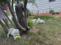 Bolt, a male English Cream Golden Retriever for sale in Peyton, CO – 5 of 6