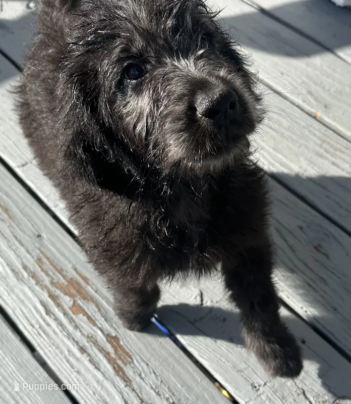 Benjamin Button – Poodle - Multi-Colored Standard, English Cream Golden Retriever puppy for sale in Peyton, CO