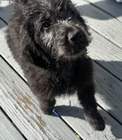 Benjamin Button, a male Poodle - Multi-Colored Standard and English Cream Golden Retriever for sale in Peyton, CO – 1 of 5