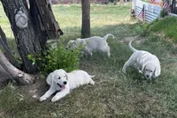 Bolt, a male English Cream Golden Retriever for sale in Peyton, CO – 3 of 6