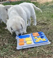 Bolt, a male English Cream Golden Retriever for sale in Peyton, CO – 4 of 6