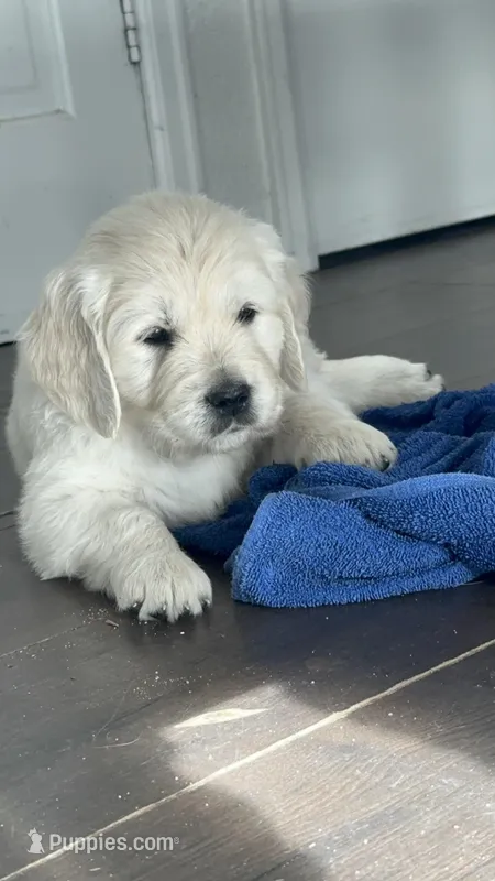 Captain, a male English Cream Golden Retriever for sale in Peyton, CO – Photo 1 of 4