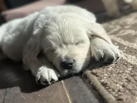Captain, a male English Cream Golden Retriever for sale in Peyton, CO – Photo 3 of 4