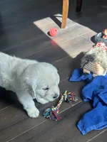 Captain, a male English Cream Golden Retriever for sale in Peyton, CO – Photo 4 of 4