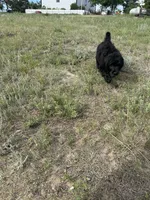 Joker, a male Poodle - Multi-Colored Standard and English Cream Golden Retriever for sale in Peyton, CO – 2 of 2