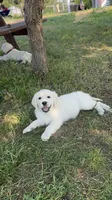 Linc, a male English Cream Golden Retriever for sale in Peyton, CO – 3 of 4