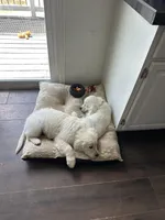 Kazbar, a male English Cream Golden Retriever for sale in Peyton, CO – Photo 6 of 6