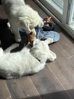 Kazbar, a male English Cream Golden Retriever for sale in Peyton, CO – Photo 5 of 6