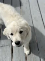 Kazbar, a male English Cream Golden Retriever for sale in Peyton, CO – Photo 1 of 6