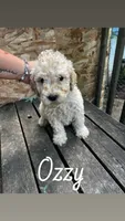 Ozzy, a male Labradoodle for sale in Muscatine, IA – 1 of 1