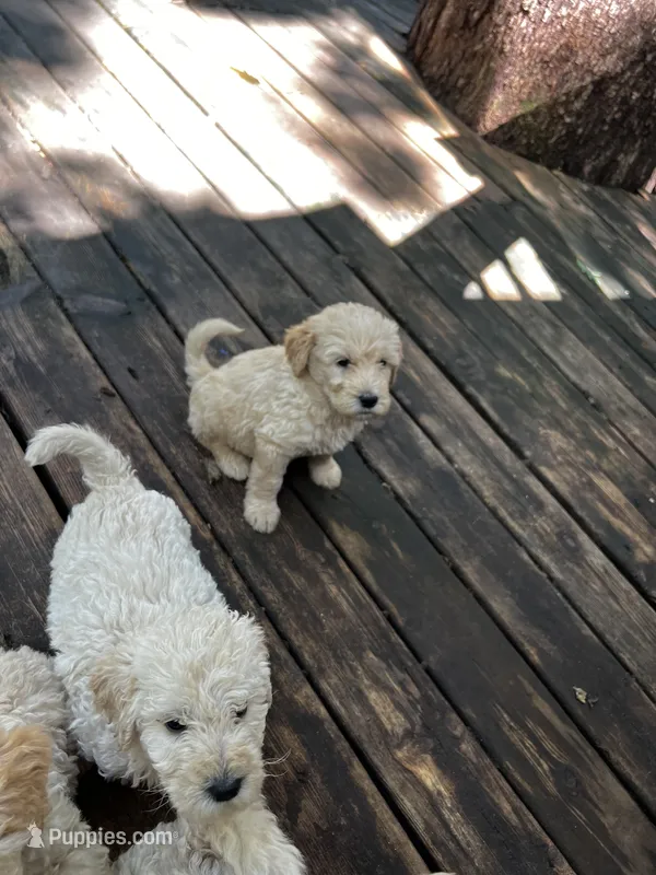 Pup – Labradoodle puppy on hold in Muscatine, IA
