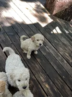 Pup, a male Labradoodle for sale in Muscatine, IA – 1 of 5