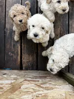 Pup, a male Labradoodle for sale in Muscatine, IA – 3 of 5