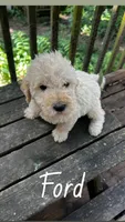 Ford, a male Labradoodle for sale in Muscatine, IA – 1 of 1