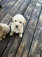 Pup, a male Labradoodle for sale in Muscatine, IA – 5 of 5