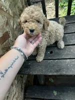 Milly, a female Labradoodle for sale in Muscatine, IA – 1 of 1