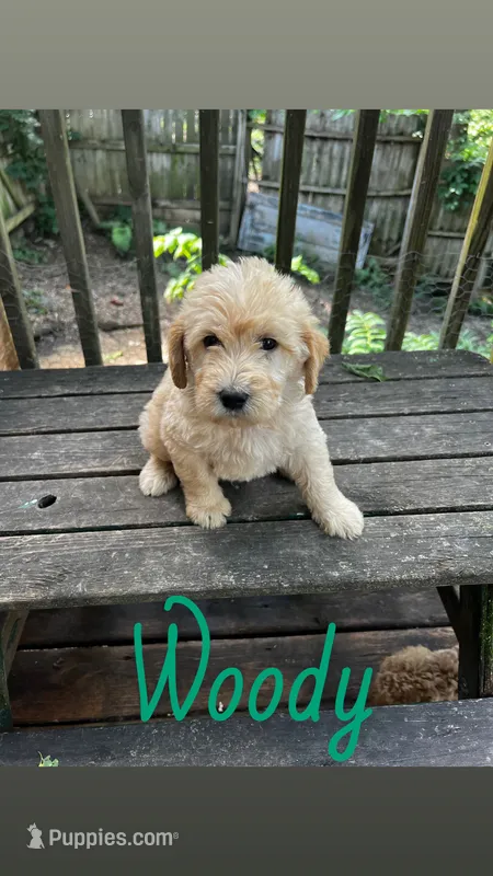Woody – Labradoodle puppy for sale in Muscatine, IA