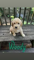 Woody, a male Labradoodle for sale in Muscatine, IA – 1 of 1