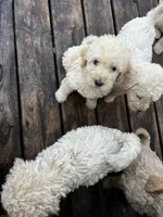 Pup, a male Labradoodle for sale in Muscatine, IA – 4 of 5