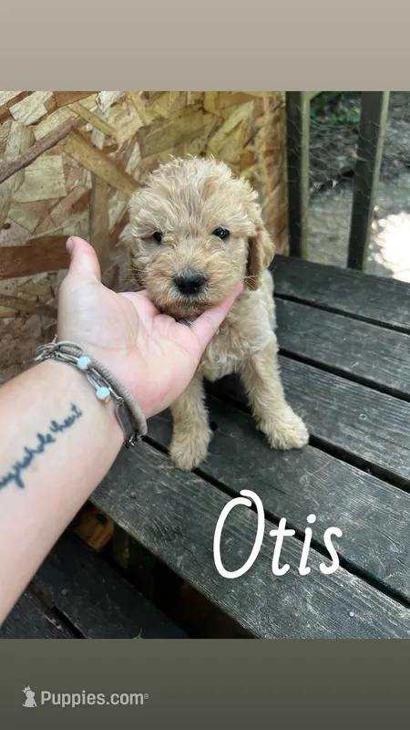 Otis – Labradoodle puppy for sale in Muscatine, IA