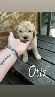 Otis, a female Labradoodle for sale in Muscatine, IA – 1 of 1