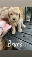 Bruno, a male Labradoodle for sale in Muscatine, IA – 1 of 1