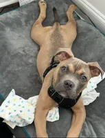 Buster, a male American Bully for sale in Raleigh, NC – Photo 5 of 7