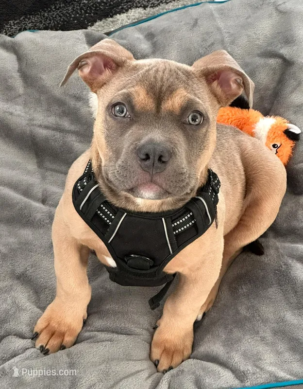 Buster – American Bully puppy for sale in Raleigh, NC