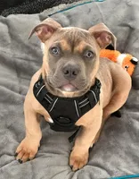 Buster, a male American Bully for sale in Raleigh, NC – Photo 1 of 7