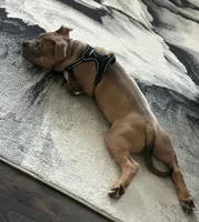 Buster, a male American Bully for sale in Raleigh, NC – Photo 6 of 7