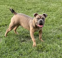 Buster, a male American Bully for sale in Raleigh, NC – Photo 4 of 7