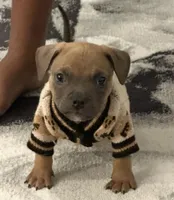 Buster, a male American Bully for sale in Raleigh, NC – Photo 7 of 7