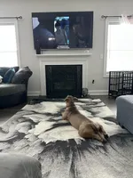 Buster, a male American Bully for sale in Raleigh, NC – Photo 3 of 7