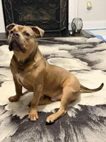 Buster, a male American Bully for sale in Raleigh, NC – Photo 2 of 7