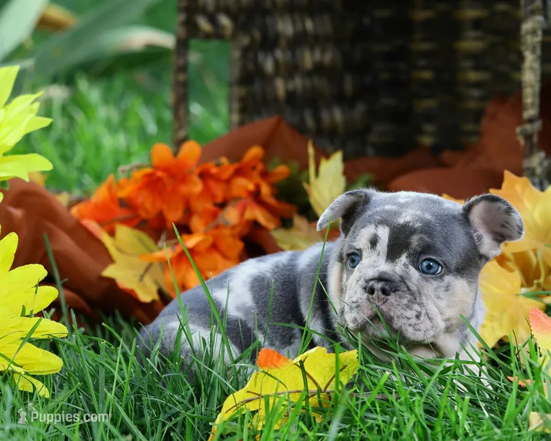 Phoenix  – French Bulldog puppy for sale in Novi, MI