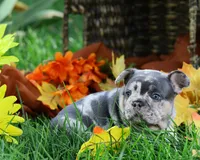 Phoenix , a male French Bulldog for sale in Novi, MI – 1 of 10