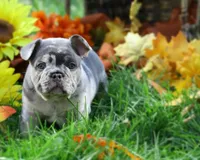 Phoenix , a male French Bulldog for sale in Novi, MI – 8 of 10