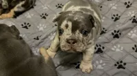 Phoenix , a male French Bulldog for sale in Novi, MI – 4 of 10