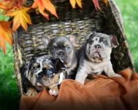 Phoenix , a male French Bulldog for sale in Novi, MI – 3 of 10